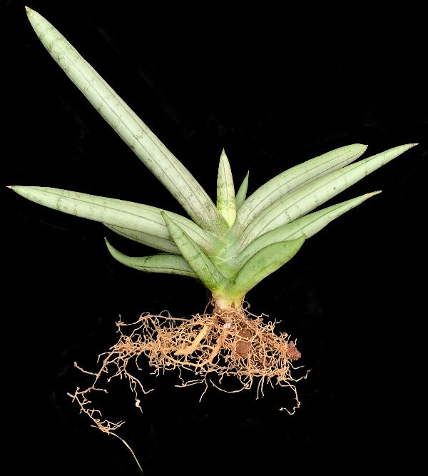 Sansevieria 'Boncel Silver'