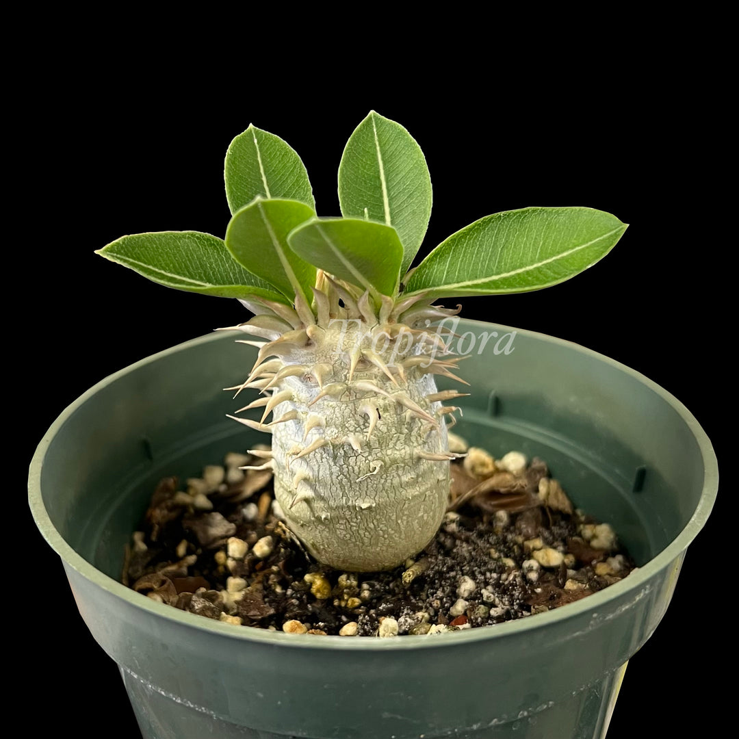 ▲レア種 現地株 Pachypodium enigmaticum. Pachypodium enigmaticum – Tropiflora