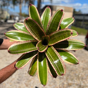 Neoregelia Atomic Fusion 6-Inch Pot