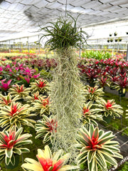 Tillandsia bulbosa Clump with moss