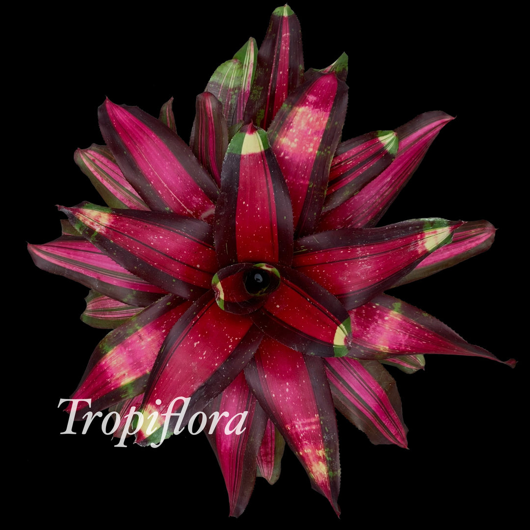 Neoregelia 'Fire Bomb' – Tropiflora