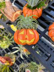 Spooky Tillandsia!