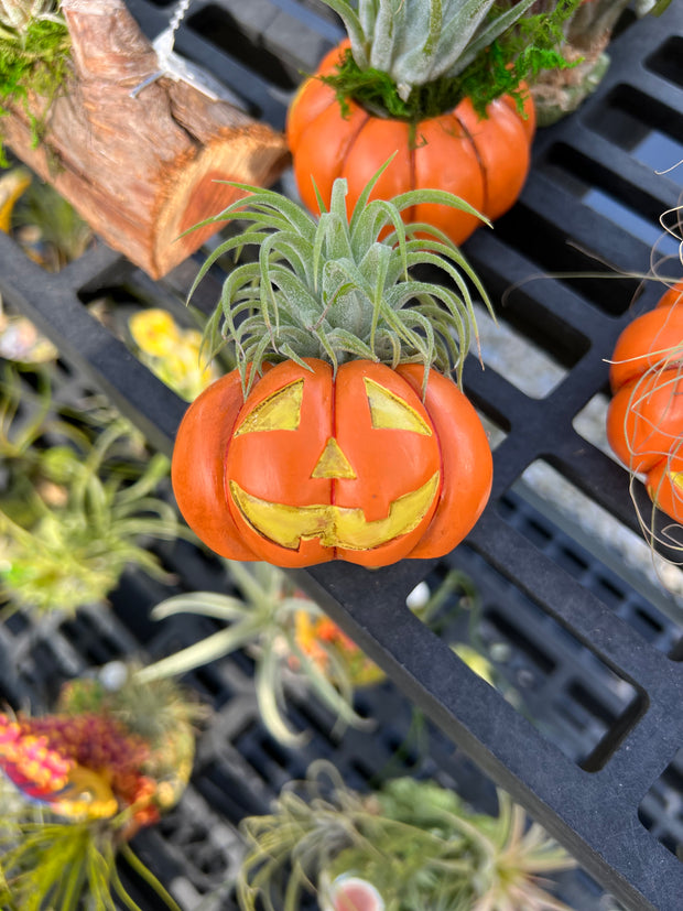 Spooky Tillandsia!