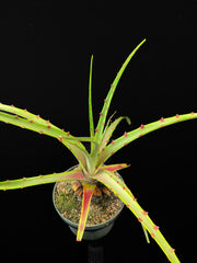 Hechtia roseana