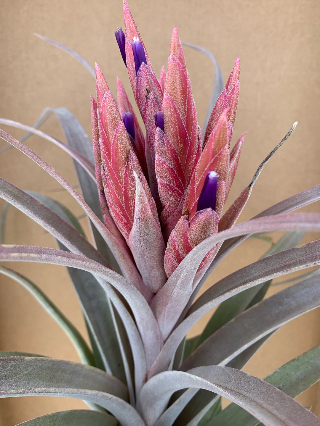 Tillandsia 'Tropical Fire' – Tropiflora