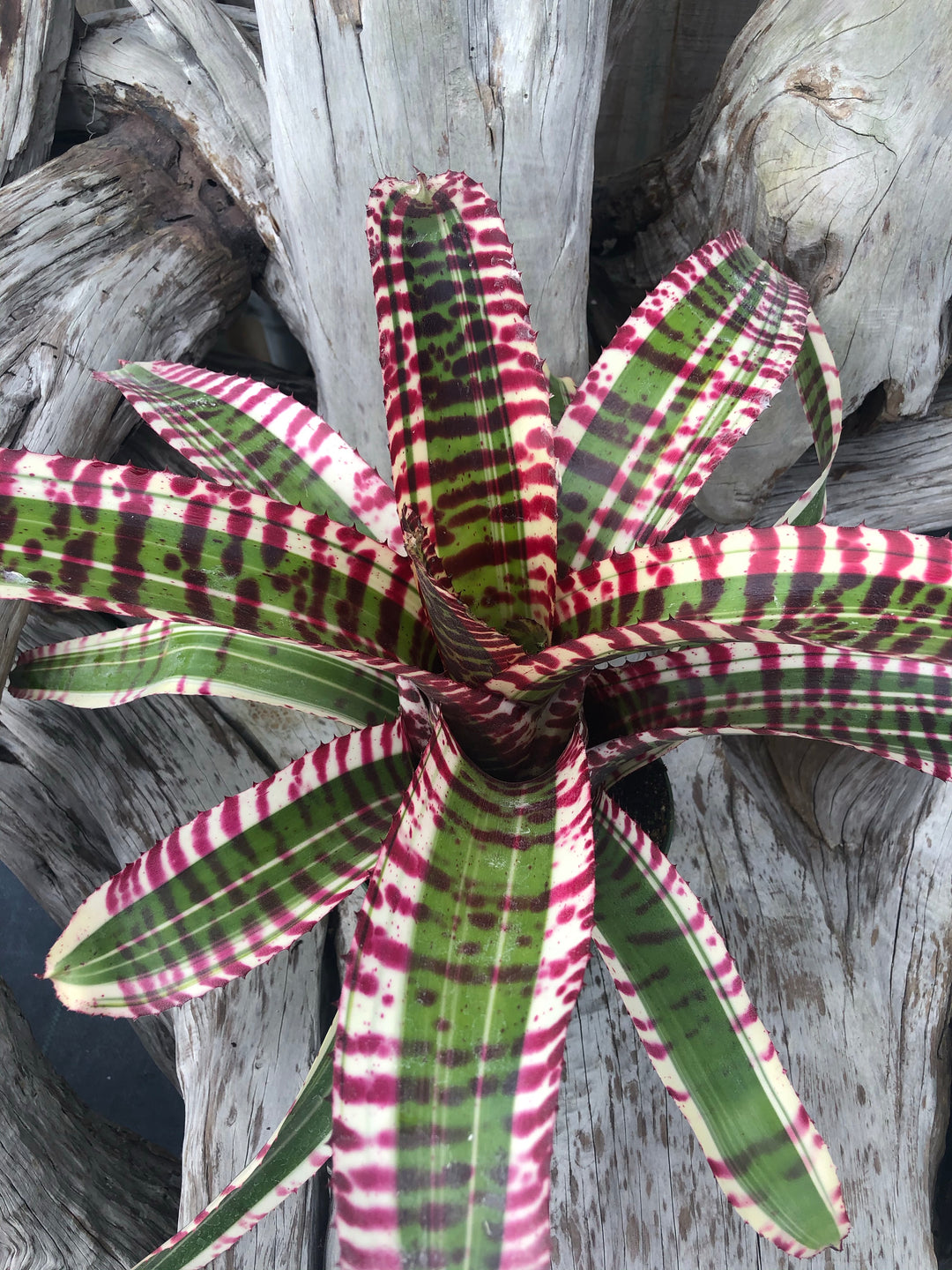 Neoregelia 'Bulletproof' – Tropiflora