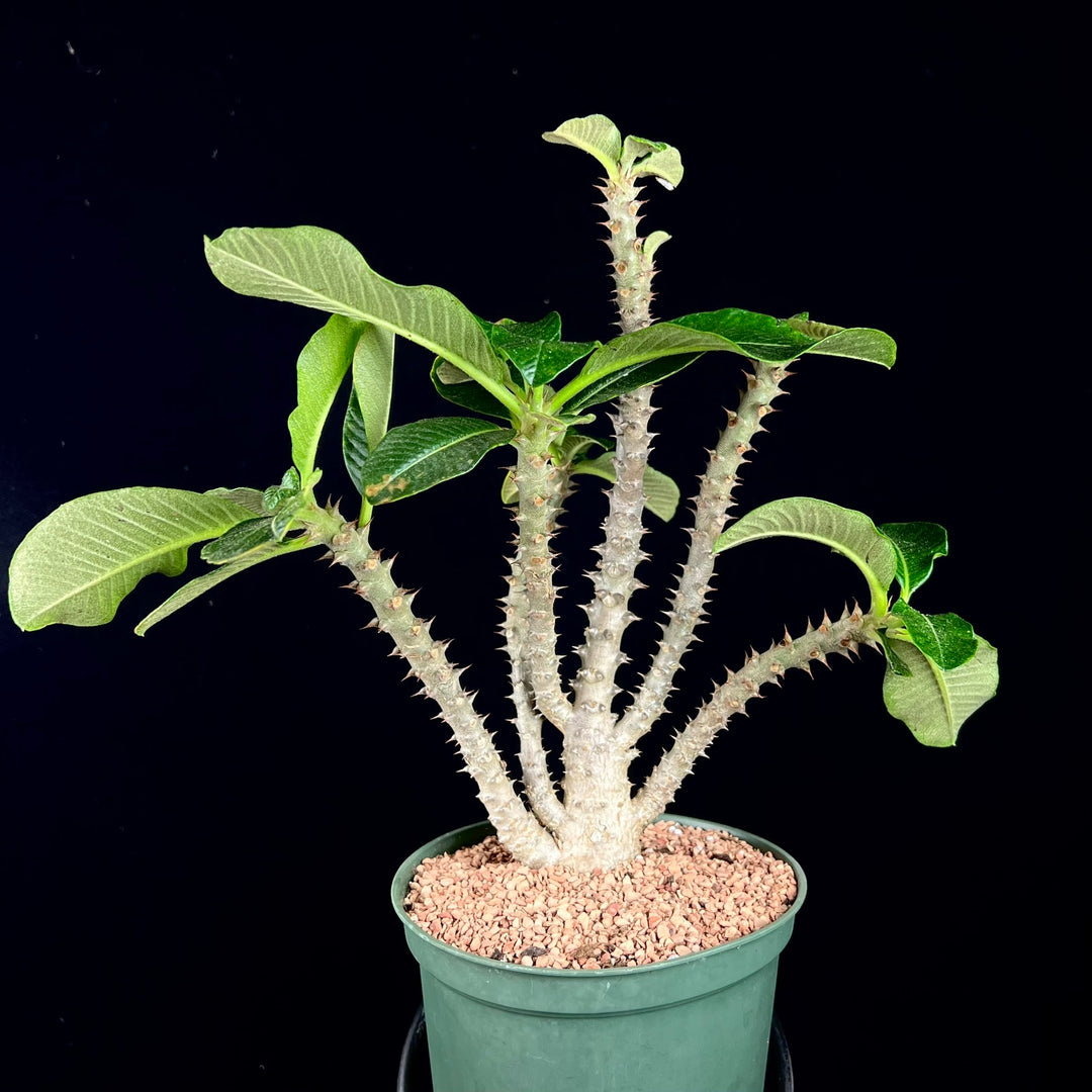 Pachypodium baronii v. windsorii – Tropiflora