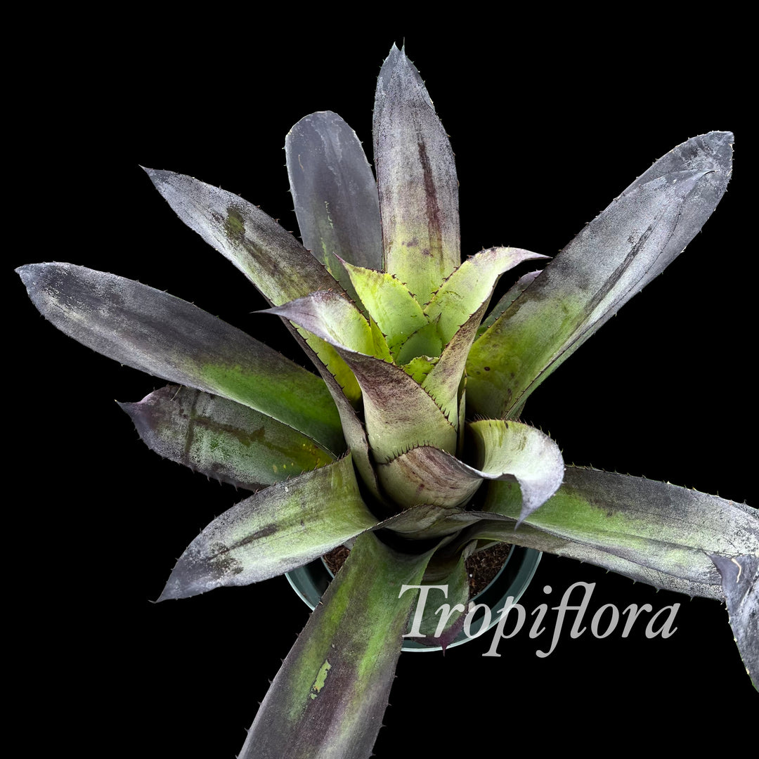 Hohenbergia leopoldo-horstii large 'Black' – Tropiflora