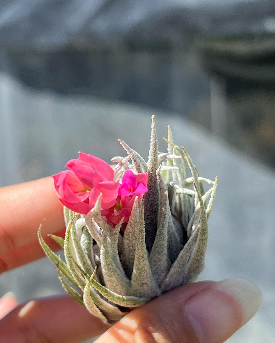 Tillandsia sprengeliana – Tropiflora