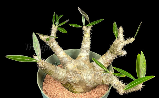 Pachypodium rosulatum v. gracilius