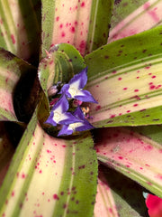 Neoregelia 'UFO'