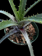 Encholirium magahalaesii x Puya laxa