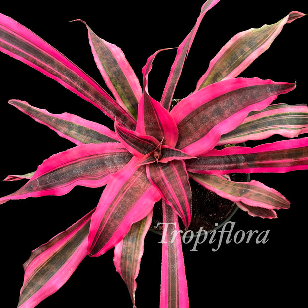 Cryptanthus 'Living Colors'