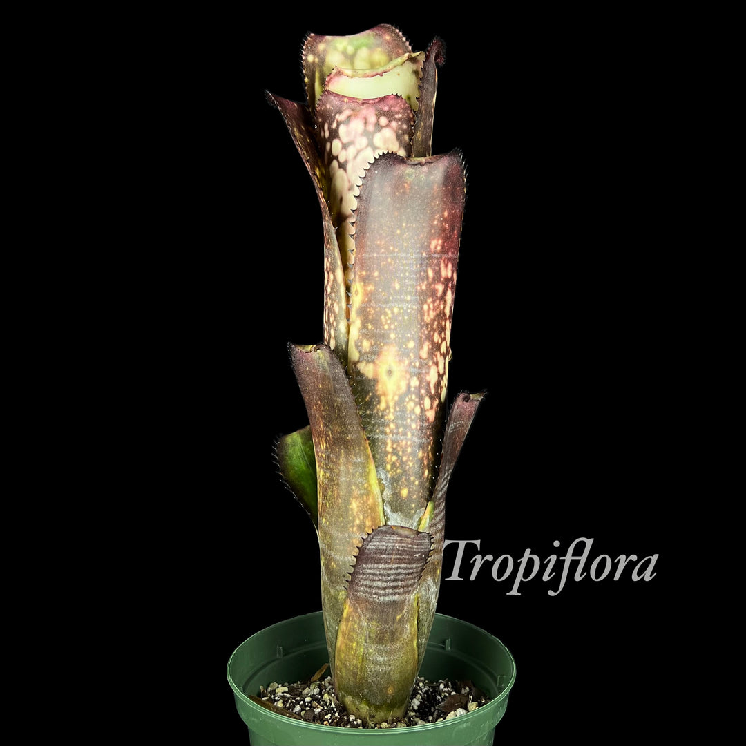 Billbergia 'Midnight Sun' – Tropiflora