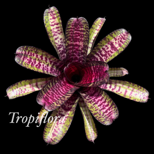 Neoregelia 'Tiger Fever'