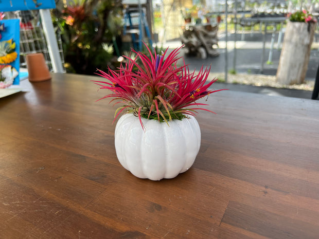 Classic White Pumpkin Planter