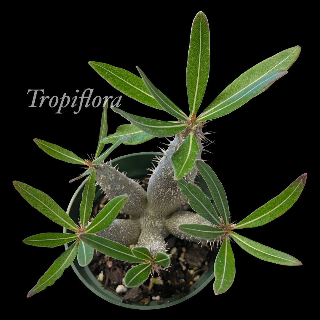 Pachypodium gracilius – Tropiflora