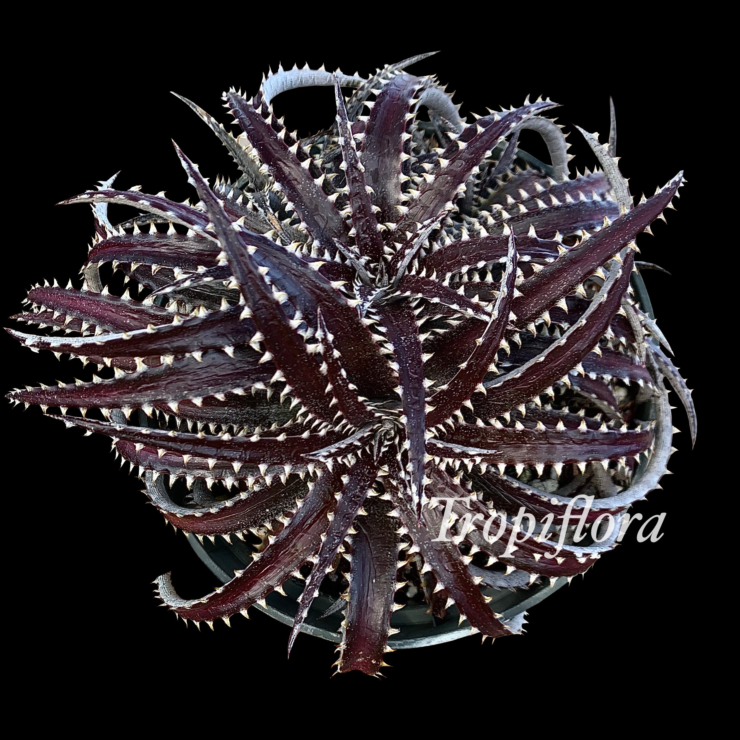 SUCCULENTS, CACTI & CAUDICIFORMS – Tropiflora