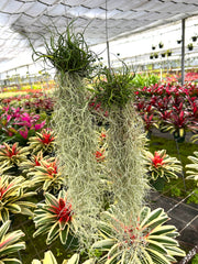 Tillandsia bulbosa Clump with moss