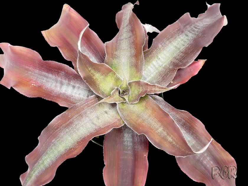 Cryptanthus 'Love Potion Number 9' – Tropiflora