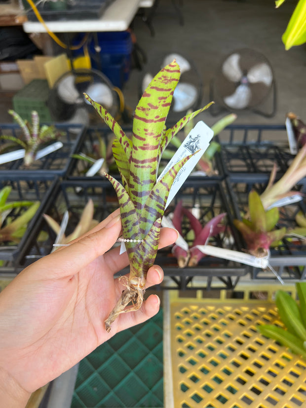 Neoregelia 'Bee's Knees'