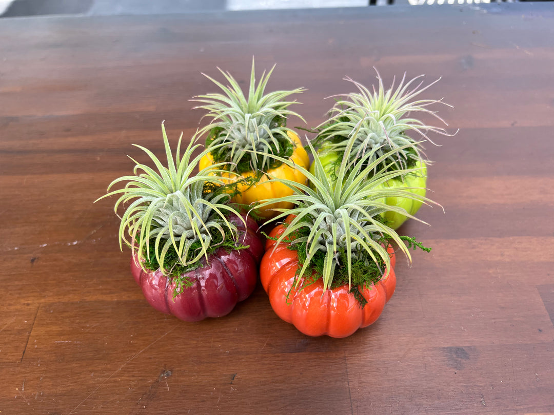 ひょうたんオブジェ Autumn Pumpkin Planters, 4-pack – Tropiflora