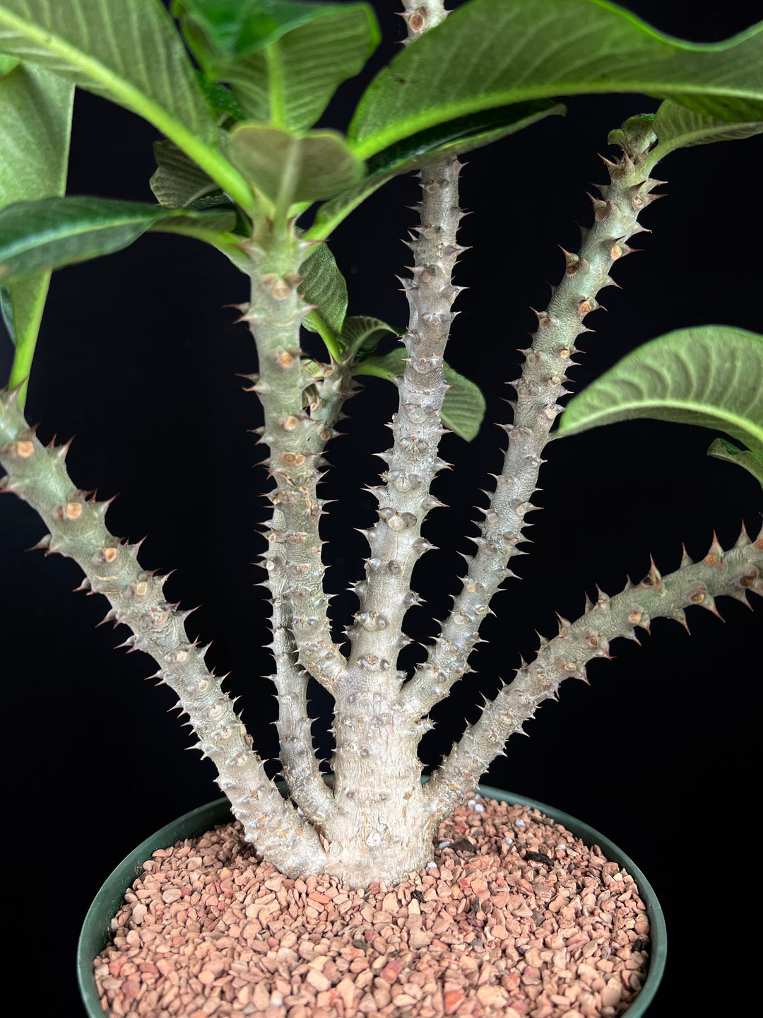 Pachypodium baronii v. windsorii – Tropiflora