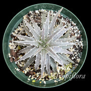 Dyckia 'The Classic One'