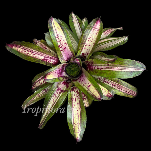 Neoregelia 'Jawbreaker'