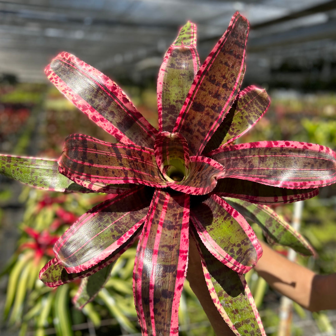 Neoregelia 'Legacy' – Tropiflora