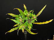 Cryptanthus cf. bromelioides