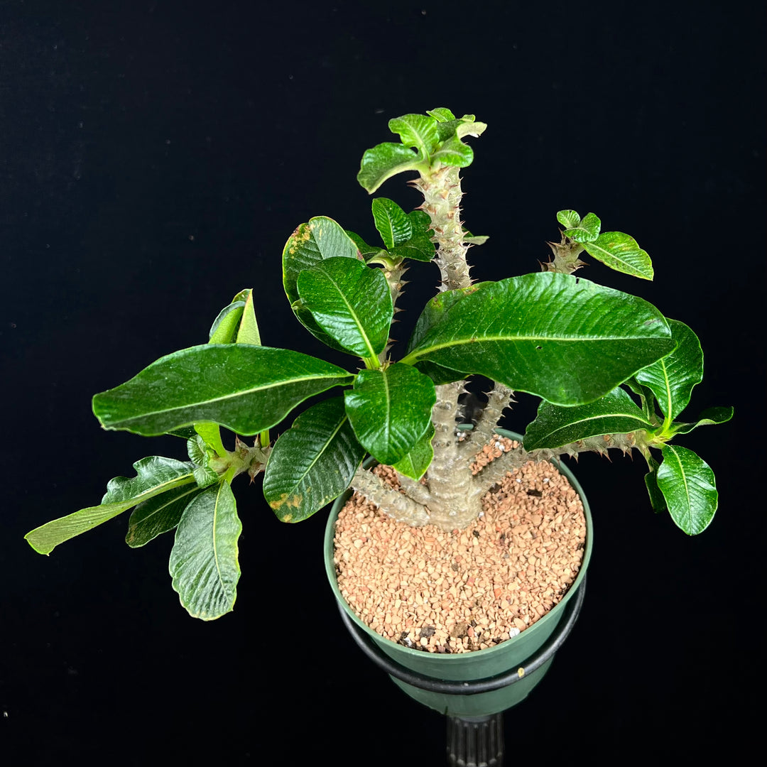 Pachypodium baronii v. windsorii – Tropiflora