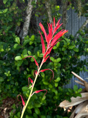 Pitcairnia spicata Martinique