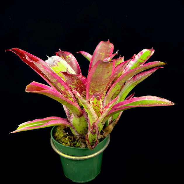 Neoregelia 'Jabberwock' – Tropiflora