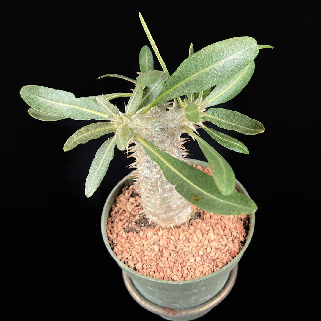 Pachypodium Bicolor 塊根植物 コーデックス Pachypodium bicolor – Tropiflora
