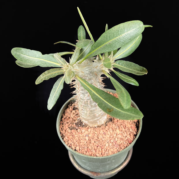 Pachypodium bicolor