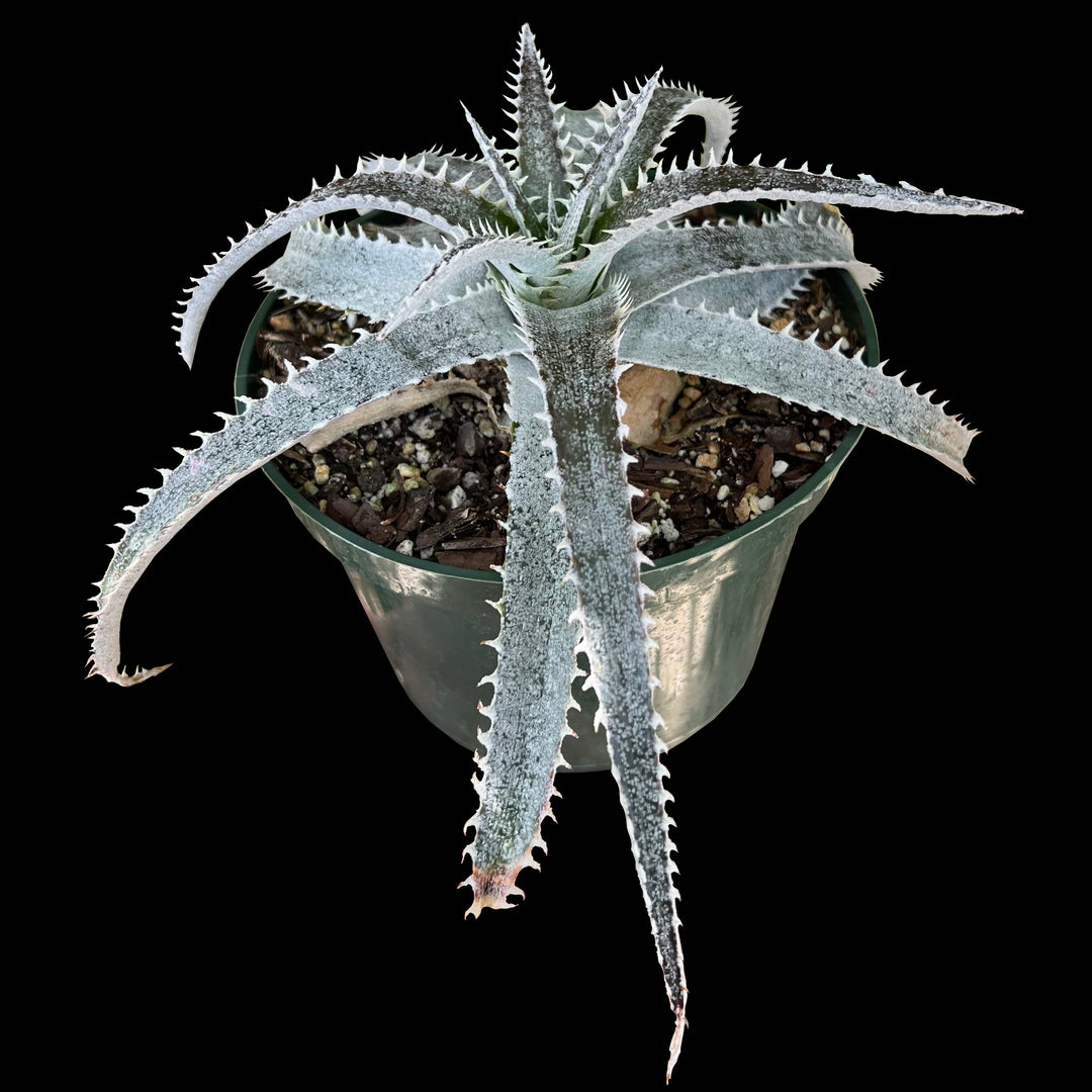 Dyckia 'Richard Kaz' – Tropiflora