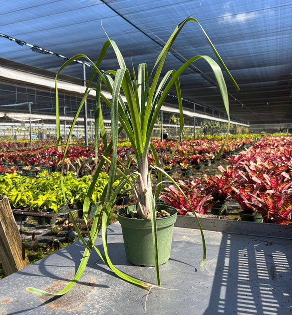 Pitcairnia encholirioides – Tropiflora