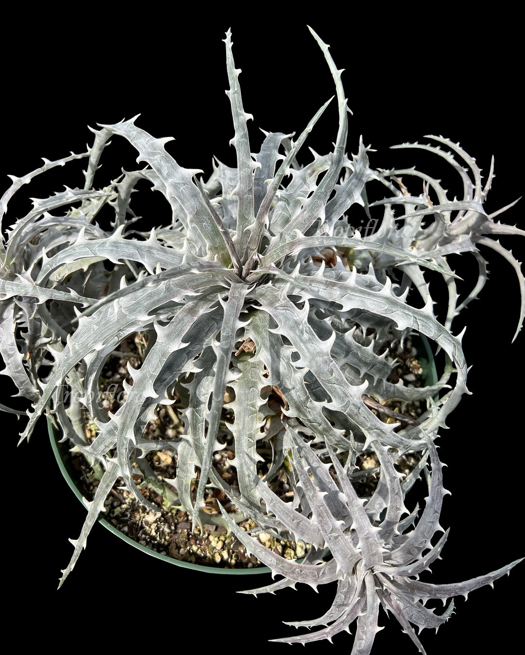 Dickia.Sagittarius × Excelsa×Goehringii image_db78e986-ef96-4641-9d6e-