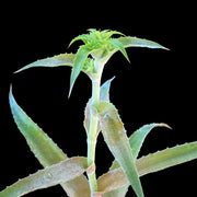 Orthophytum lanuginosum SEL2007-0355 Minas Gerais