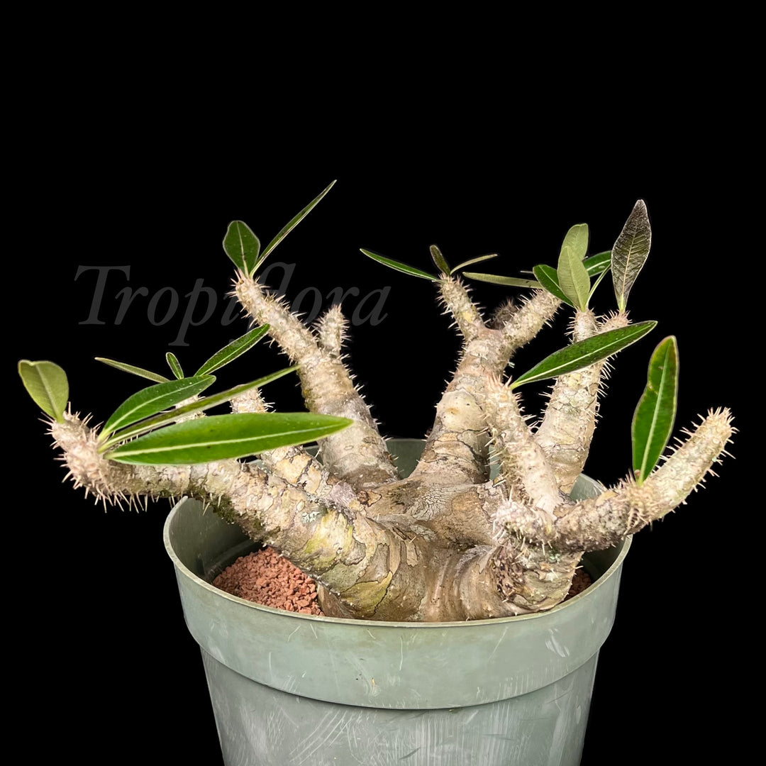 Pachypodium gracilius – Tropiflora