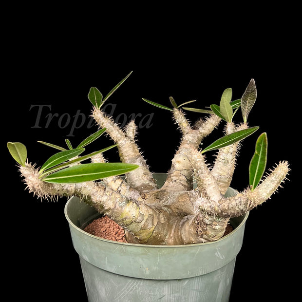 Pachypodium rosulatum v. gracilius