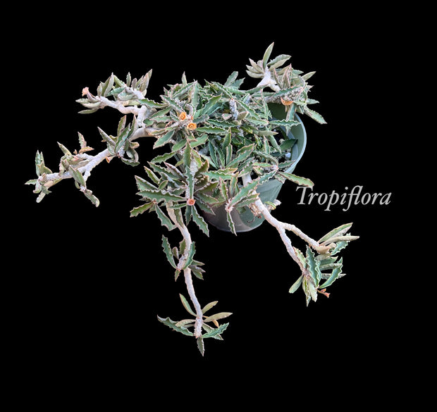 Euphorbia decaryi v. spirosticha