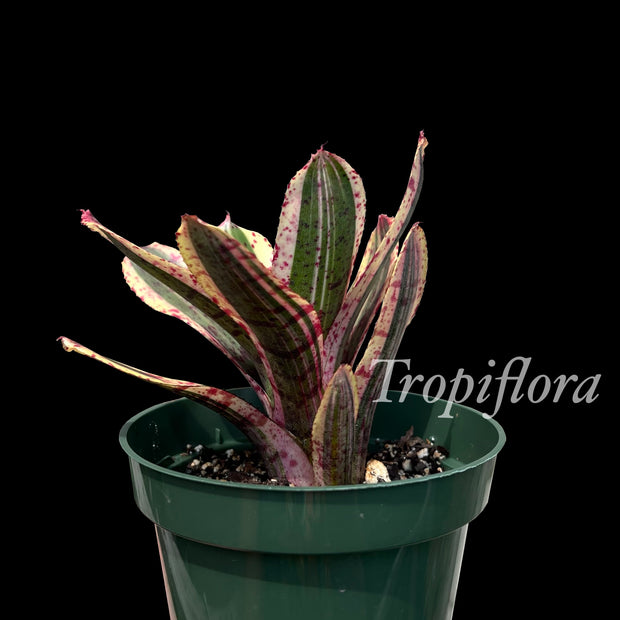 Neoregelia 'Rock Candy'