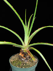 Hechtia roseana