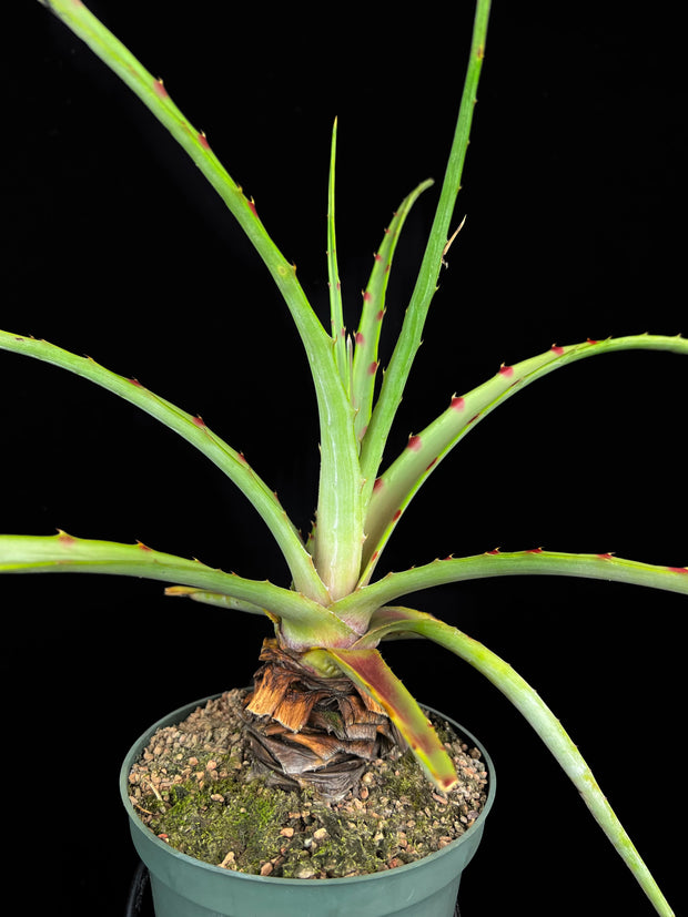 Hechtia roseana