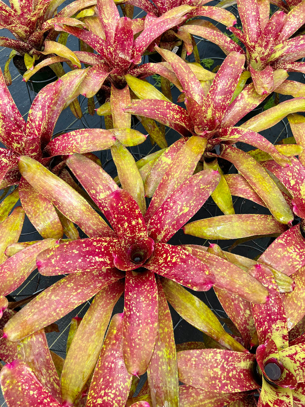 Neoregelia 'Jenga'