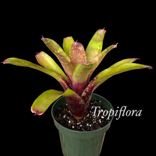 Neoregelia 'Easter Egg'