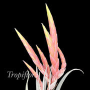 Tillandsia chiapensis x 'Tropiflora'