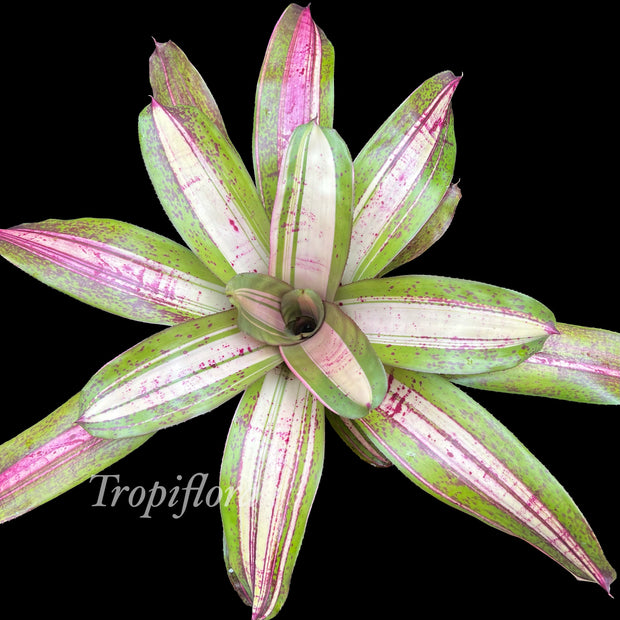 Neoregelia 'Jawbreaker'